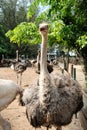 Ostriches farm