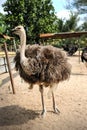 Ostriches farm