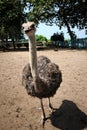 Ostriches farm