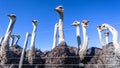 Ostriches Farm Birds Fence Royalty Free Stock Photo