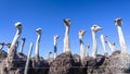 Ostriches Farm Birds Fence Royalty Free Stock Photo