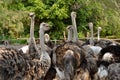 Ostriches farm