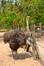 Ostriches farm