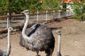 Ostriches on a farm on a summer sunny day