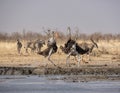 Ostriches Fighting Royalty Free Stock Photo