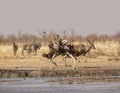 Ostriches Fighting Royalty Free Stock Photo