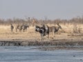 Ostriches Fighting Royalty Free Stock Photo