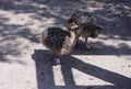 Ostriches fluffy chicks walking farm sand