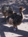 Ostriches fluffy chicks walking farm sand