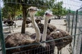 Ostriches Royalty Free Stock Photo