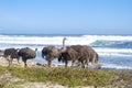 Ostriches grazing by the sea at cape point