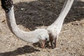 Ostriches headbanging Royalty Free Stock Photo