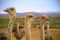 Ostriches in the Karoo Royalty Free Stock Photo