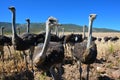 Ostriches in the Klein Karoo - South Africa Royalty Free Stock Photo
