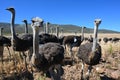 Ostriches in the Klein Karoo - South Africa Royalty Free Stock Photo