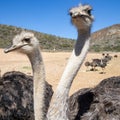 Ostriches in the Klein Karoo - South Africa Royalty Free Stock Photo