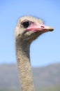 Ostriches in the Klein Karoo, South Africa