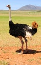 Ostriches in the Klein Karoo, South Africa