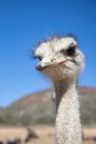 Ostriches in the Klein Karoo - South Africa Royalty Free Stock Photo