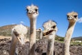 Ostriches in the Klein Karoo - South Africa Royalty Free Stock Photo