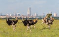 Ostriches in Nairobi national park Royalty Free Stock Photo