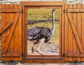 Ostriche at window Royalty Free Stock Photo