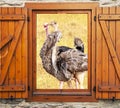 Ostriches at window Royalty Free Stock Photo