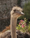 Ostriches near Arbatax. Sardinia. Italy