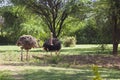 Ostriches near Bogoria, Kenya