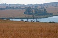 OSTRICHES NEAR EDGE OF DAM