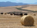 Ostriches near Heidelberg, South Africa