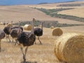 Ostriches near Heidelberg, South Africa