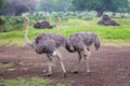 Ostriches in an open plain in Mauritius park, trees