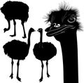 Ostriches