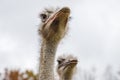 Ostriches portrait Royalty Free Stock Photo