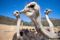 Ostriches in the Klein Karoo - South Africa Royalty Free Stock Photo