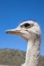 Ostriches in the Klein Karoo - South Africa Royalty Free Stock Photo