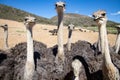 Ostriches in the Klein Karoo - South Africa Royalty Free Stock Photo