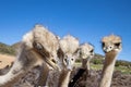 Ostriches in the Klein Karoo - South Africa Royalty Free Stock Photo