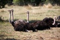 Ostriches resting