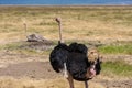 Ostriches In Serengeti National Park