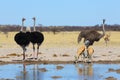 Ostriches and sprinbok at the waterhole Royalty Free Stock Photo