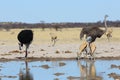 Ostriches and springbok at the waterhole Royalty Free Stock Photo