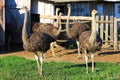 Ostriches stand on farm in front of building Royalty Free Stock Photo