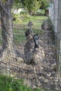 Ostriches (Struthio) behind the steel wire mesh fence. Commercial ostrich production. Poultry breeding