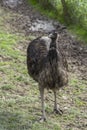 Ostriches (Struthio). Commercial ostrich production. Poultry breeding