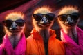 Ostriches in sunglasses and bright jackets