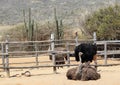 Ostriches (Struthio camelus)