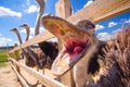 Ostriches are Valier Royalty Free Stock Photo