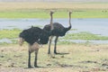 Ostriches vibe by a water source in Amboseli National Park Royalty Free Stock Photo